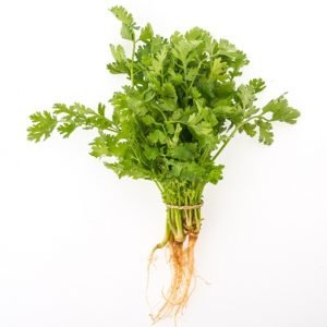 Coriander Leaf